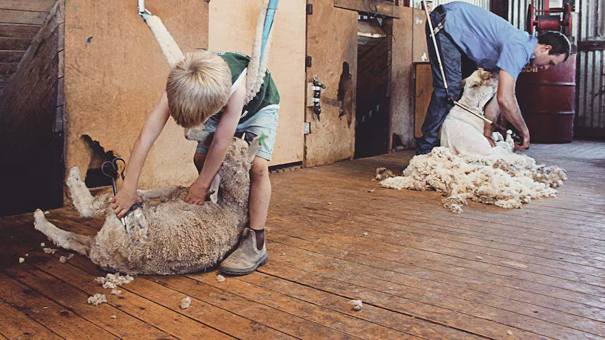 Lambswool: cos’è, da dove viene e perché è così apprezzata