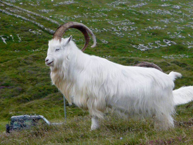 La capra Cashmere e le possibilità di fare allevamenti in Italia