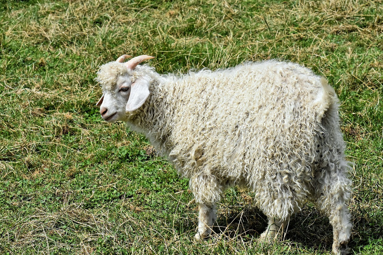Cashmere: il re di tessuti e filati