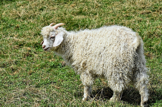 Cashmere: il re di tessuti e filati