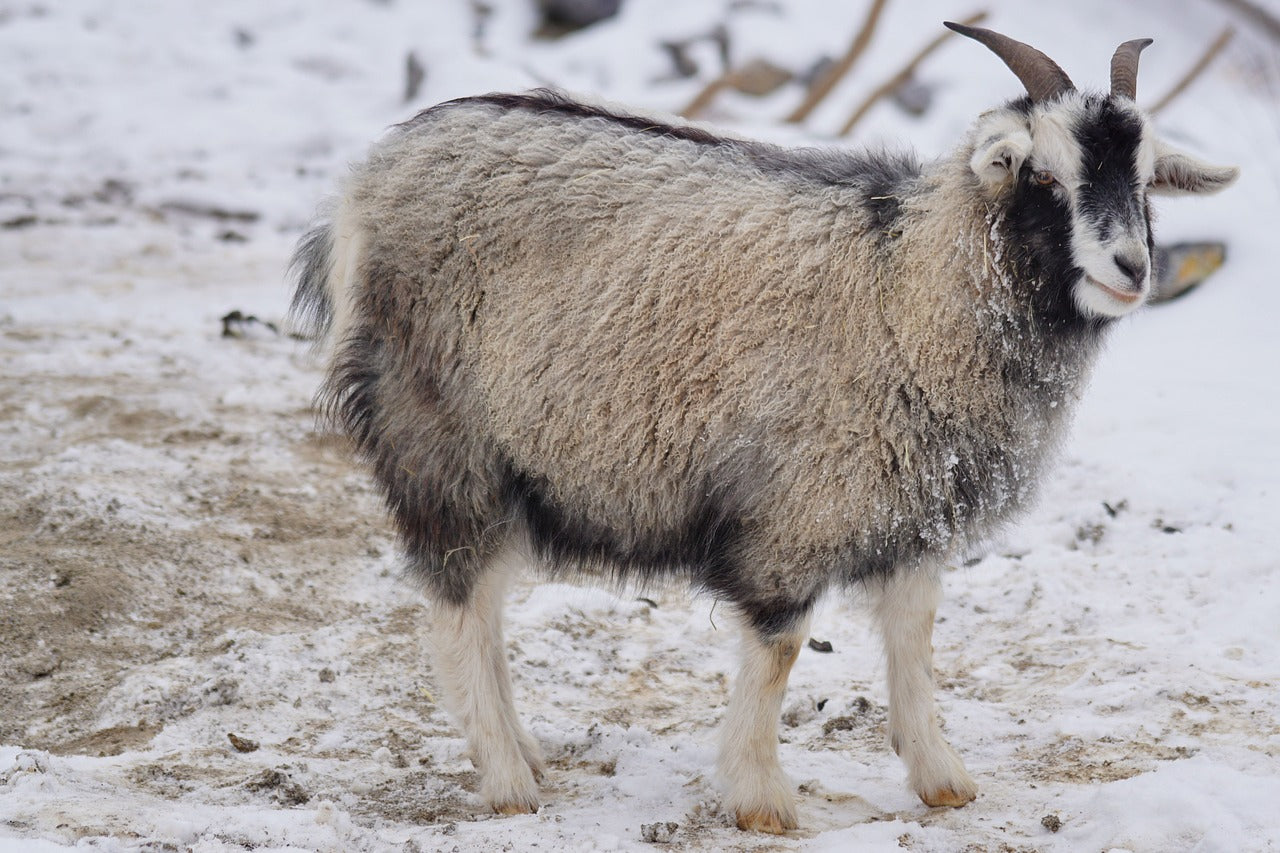 Where Does Cashmere Fabric Come From?