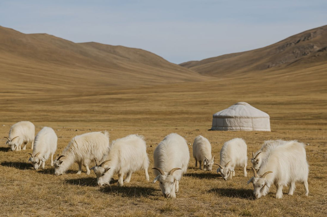Sustainability in Cashmere Production: A New Responsible Luxury