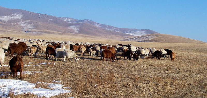 capre da cashmere al pascolo 1