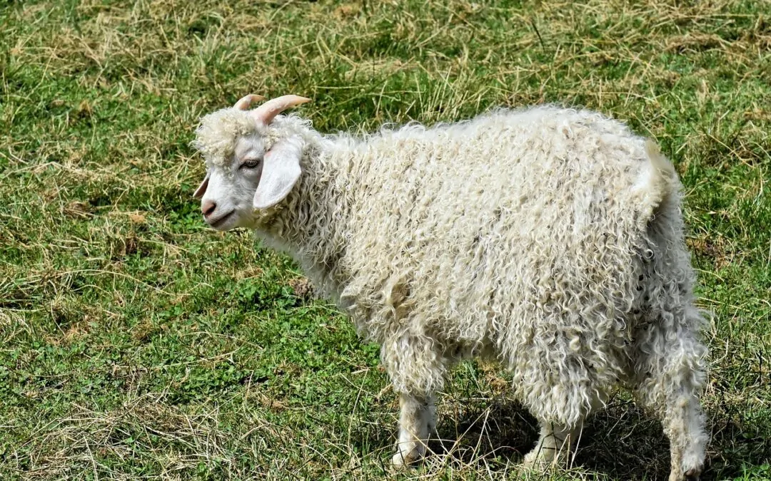 Cashmere: il re di tessuti e filati