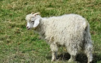 Cashmere: il re di tessuti e filati