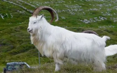 La capra Cashmere e le possibilità di fare allevamenti in Italia