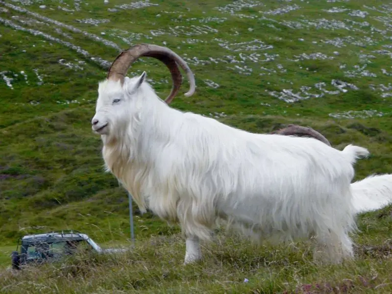 La capra Cashmere e le possibilità di fare allevamenti in Italia