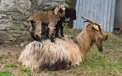 Characteristics of Cashmere wool