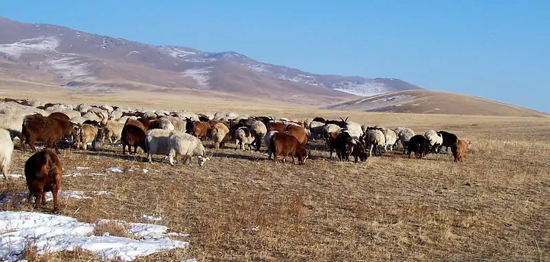 capre-da-cashmere-al-pascolo-1