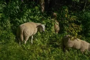 900 pexels japanese girl in europe 1054693504 28904682