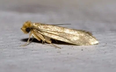 Woolworms: What They Are, What They Attack, and How to Protect Yourself