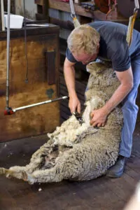 Sheep shearing